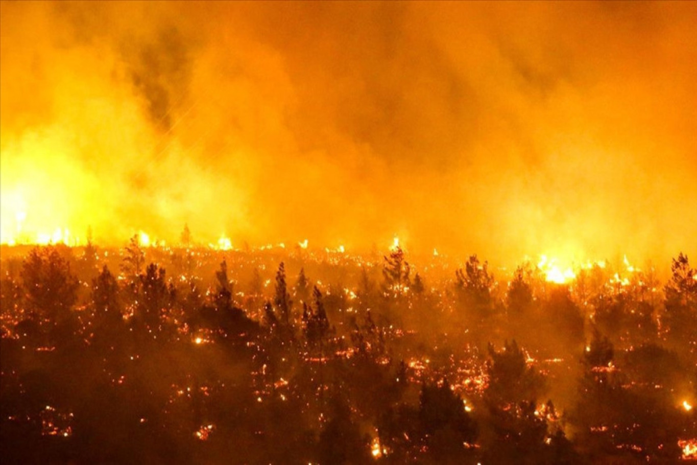 лісові пожежі у Чилі