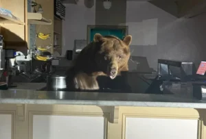 Ведмідь зламав кафе-морозиво у Каліфорнії