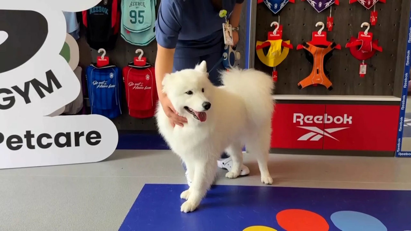собака