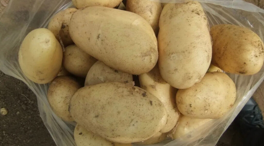 картопля