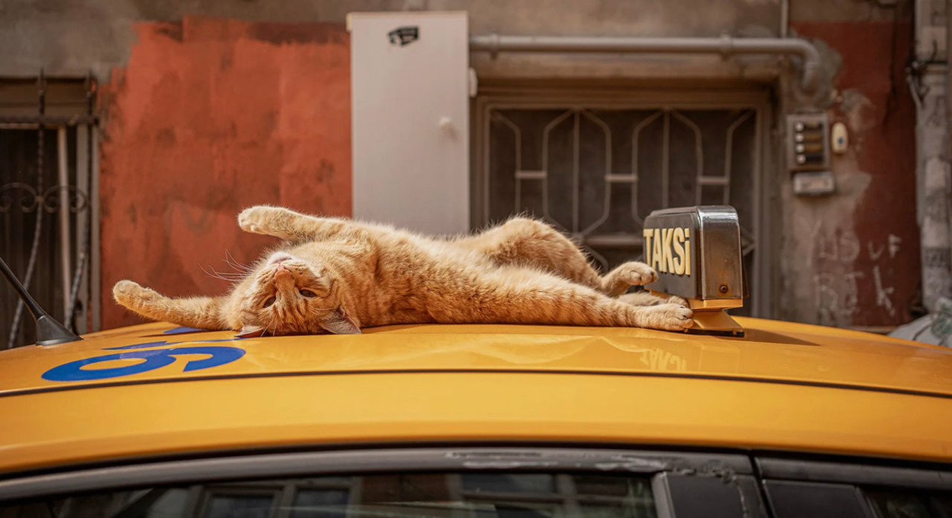 кіт на авто