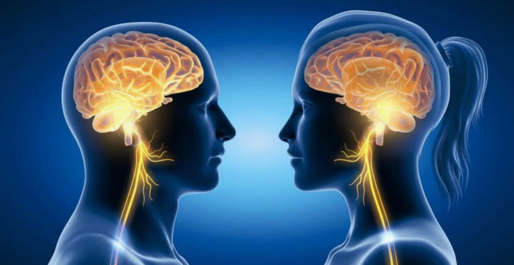 мозок чоловіка та жінки