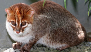 У Таїланді виявили рідкісних диких кішок: майже 30 років вважалися вимерлими