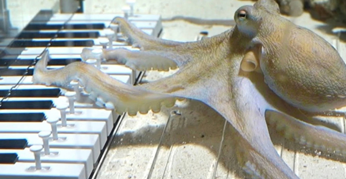 восьмніг грає на піаніно