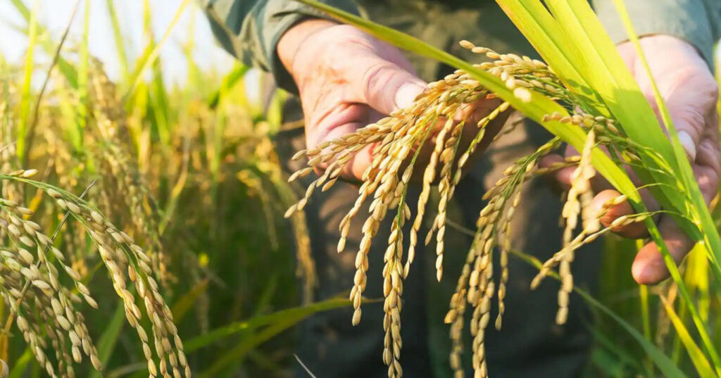 людина на рисовому полі