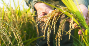 У Китаї створили гібридний рис з насінням, що самовідтворюється