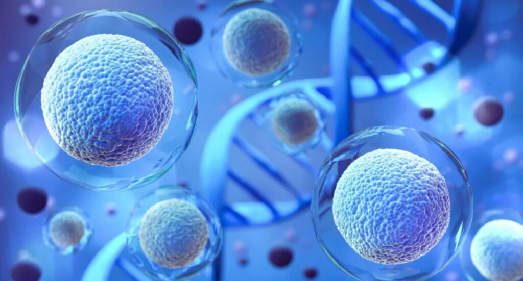 клітини людини