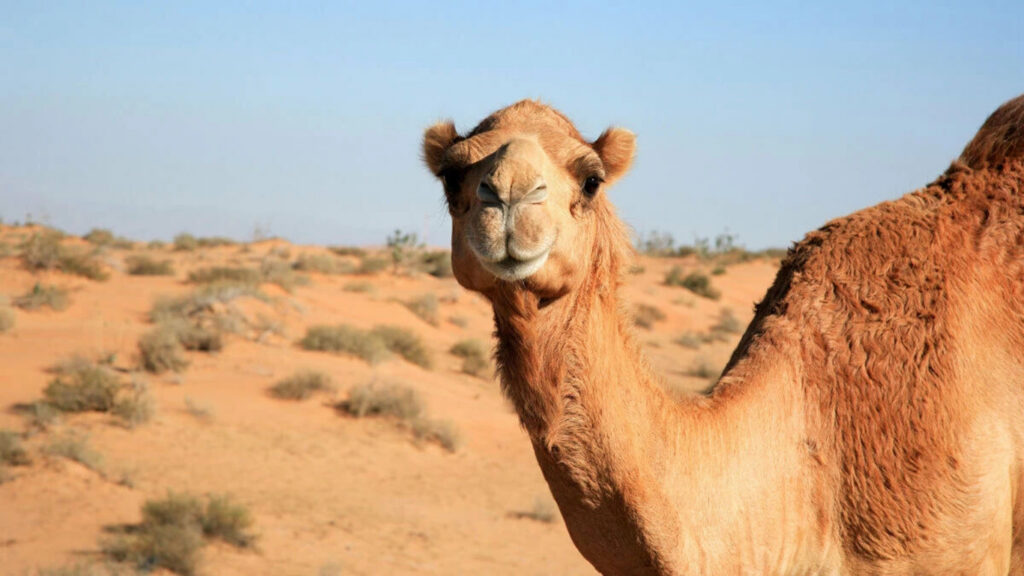 верблюд
