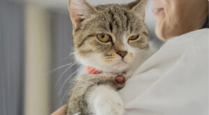 Вчені розкрили, як життя з людьми вплинуло на звуки, які використовують кішки