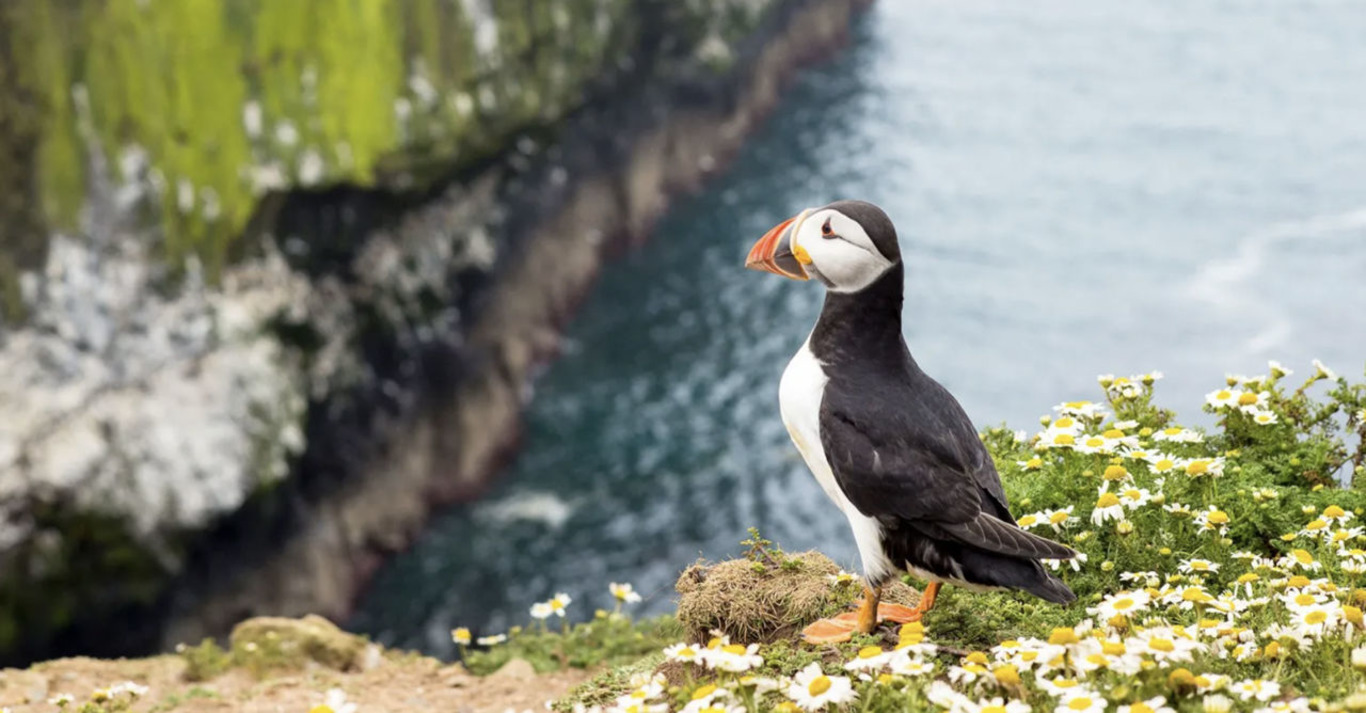 екзотичний птах