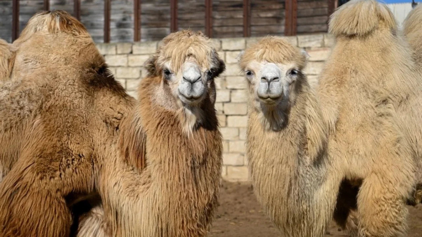 верблюди