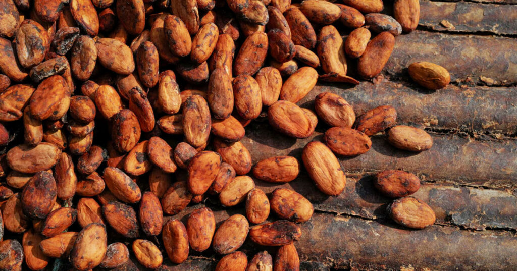 зерна какао