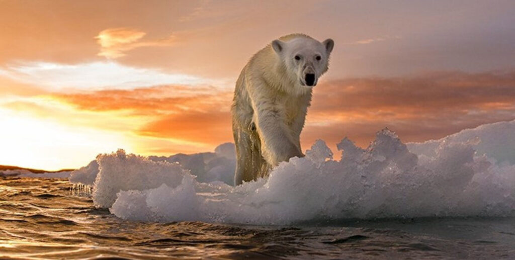 білий ведмідь