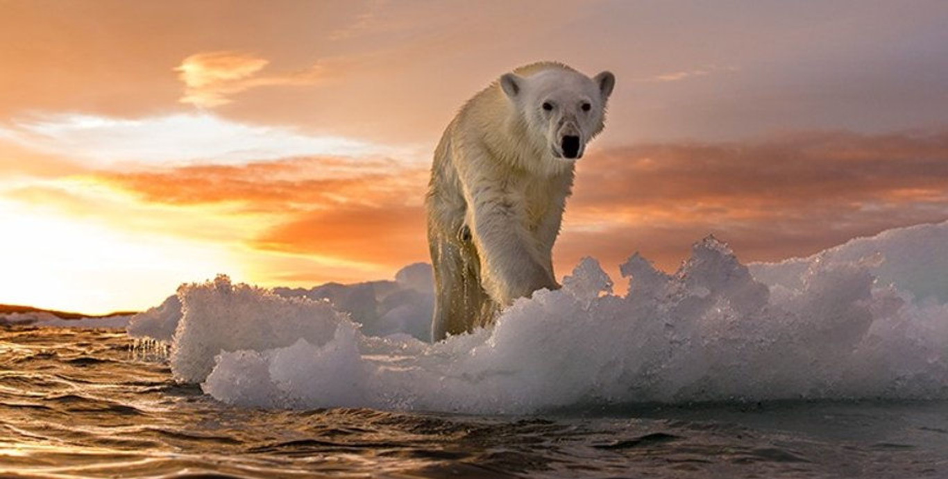 білий ведмідь