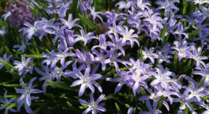 Вчені дізналися, що є сигналом для цвітіння рослин