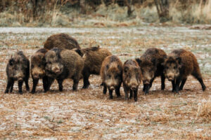 У Німеччині за рік виявили 3 тисячі кабанів, заражених радіацією