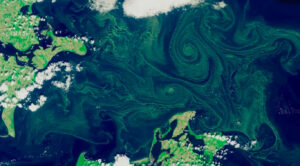 Гігантські скупчення бактерій у Балтійському морі та озерах Німеччини: загроза для здоров’я